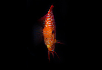 Stardust Discus fish - (Symphysodon aequifasciatus)