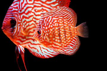 Stardust Discus fish - (Symphysodon aequifasciatus)