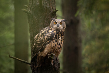 Bubo bubo, a big owl with amazing orange big eyes sitting on a branch. Hiding in a forest, quietly waiting and observing the surroundings.