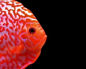 Stardust Discus fish - (Symphysodon aequifasciatus)