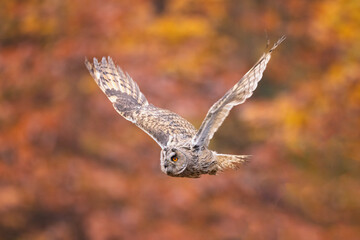 Amazing owl, Eurasian eagle-owl, Bubo bubo, in flight. Autumn colored background. Pure nature.
