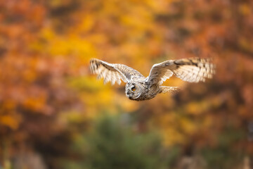 Amazing owl, Eurasian eagle-owl, Bubo bubo, in flight. Autumn colored background. Pure nature.
