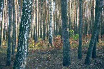 jesienne drzewa w parku  © Marcin Łazarczyk