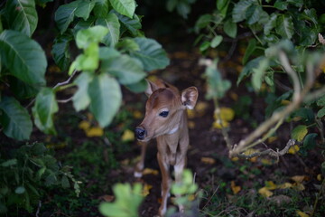 A moody cow in a dark forest