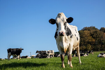 Portrait of a white and black cow