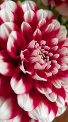 Close up of multi colored dahlia flower