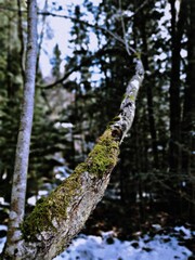 Fototapeta premium trees in the forest