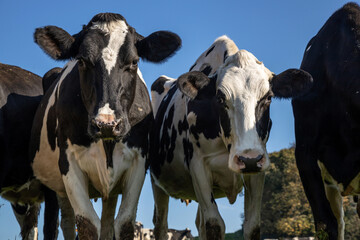 Portrait of two white and black cows