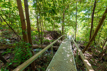 A walkway through the natural mangrove and monsoon forest at Litchfield National Park in the Northern Territory of Australia.