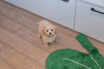 Adorable Maltese and Poodle mix Puppy (or Maltipoo dog)