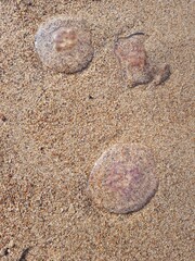 Transparent jellyfish on the sea sandy shore