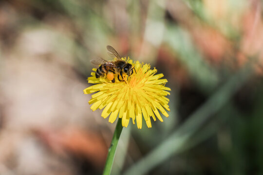 A Tiny Bee On A Yellow Flower