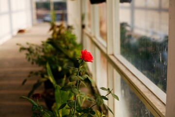 rose flowers in corridor. background. banner