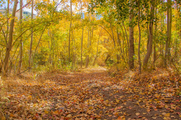 autumn leaves in the park