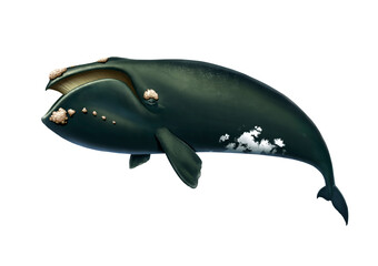 Southern Right Whale realistic illustration isolated. Big gray whale on a white background. Blue whale in the open sea swims to the top.