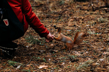 A girl feeds a walnut to a red squirrel in the autumn forest