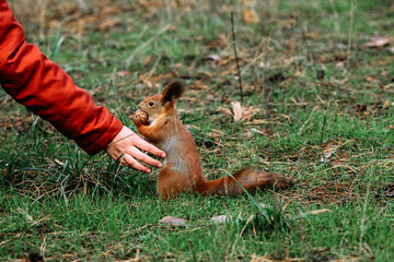 A girl feeds a walnut to a red squirrel in the autumn forest