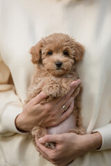 Adorable Maltese and Poodle mix Puppy (or Maltipoo dog)