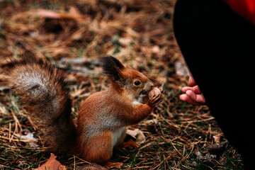 A girl feeds a walnut to a red squirrel in the autumn forest