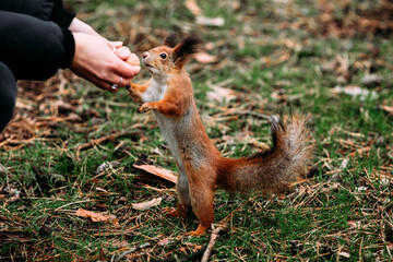 A girl feeds a walnut to a red squirrel in the autumn forest
