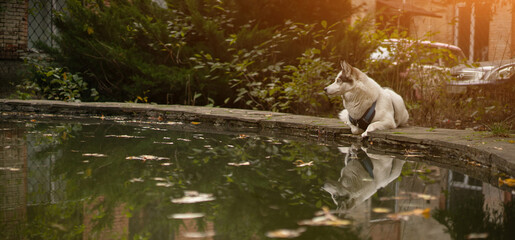 Beautiful white husky resting while lying on edge of pond. Large dog is reflected in water on sunny day.