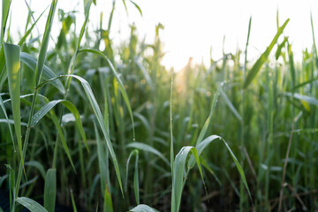 夏の朝にとった朝露の付いた草と朝日の逆光