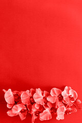  red rose petals on paper poster background