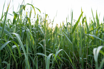 フレームに使える夏の朝の夏草