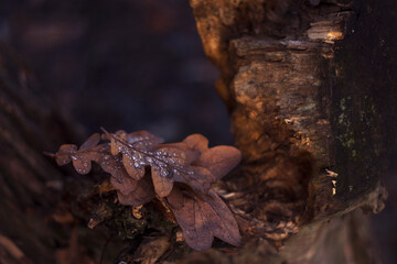 dry oak leaves with water drops on the oak stump, november nature, autumn background 