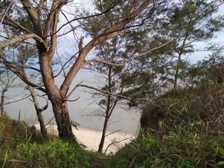 Fototapeta na wymiar trees on the shore