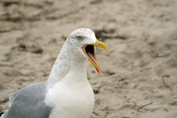 Portrait of the head of a shrieking European herring seagull with open mouth on the beach
