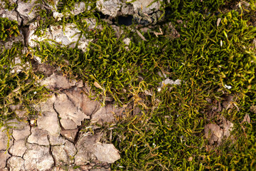 Moss on the bark of a tree. The texture of the tree bark. Wood bark texture. Nature backdrop.