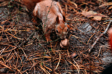 A girl feeds a walnut to a red squirrel in the autumn forest