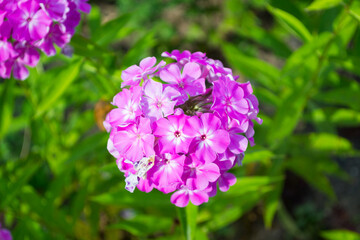 Purple flowers Phlox in the garden