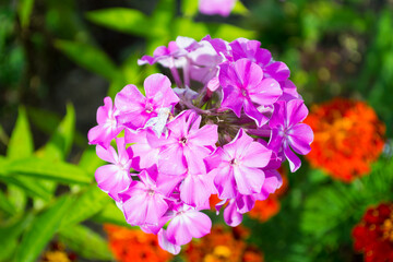 Phlox flower-close-up, on a clear day
