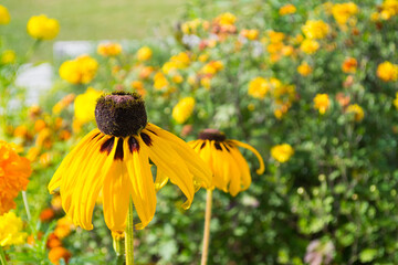 African Daisy-gerbera, close-up