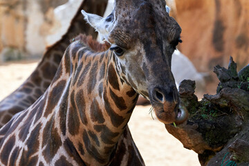 Beautiful portrait of a giraffe eating leaves from a tree in a zoo in Valencia, Spain