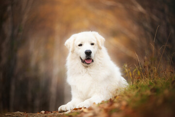 Beautiful Maremmano dog lying on the path in the autumn forest. Big white fluffy Italian sheepdog in attention