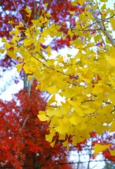 Yellow fan-shaped leaves of the ginkgo biloba tree in autumn