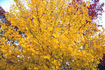 Yellow fan-shaped leaves of the ginkgo biloba tree in autumn