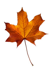 autumn maple leaf with with clipping path