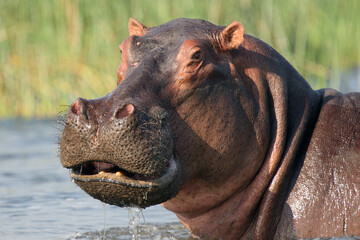 The common hippopotamus (Hippopotamus amphibius) or hippo in the river. Portrait of a hippo in the...