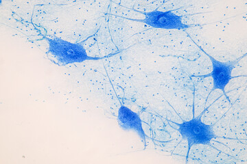 Education Spinal cord  and Motor Neuron under the microscope in Lab.
