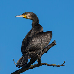 Great Cormorant Phalacrocorax carbo Costa Ballena Cadiz