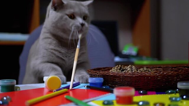 Sly British Cat Jumped on Table and to Steal Paint Brush. Thief. Animal Instinct