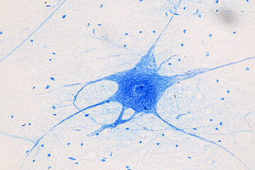 Education Spinal cord  and Motor Neuron under the microscope in Lab.
