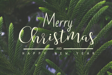 merry christmas and happy new year  text on Fir tree branch  ,Great for christmas cards