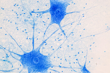 Education Spinal cord  and Motor Neuron under the microscope in Lab.
 - obrazy, fototapety, plakaty