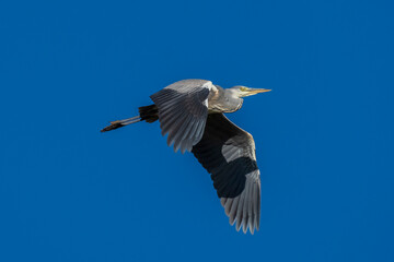 Flying Gray Heron Ardea cinerea Costa Ballena Cadiz