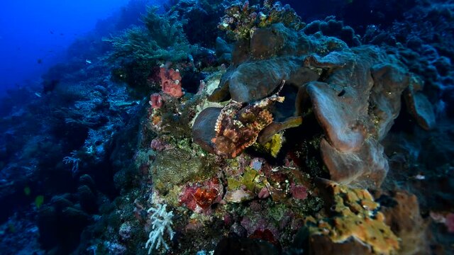 Lies on coral reef and waits for prey. Scorpaenopsis diabolus, the false stonefish or the devil scorpionfish, is a carnivorous ray-finned fish. It has venomous spines. It is a bottom-dwelling predator